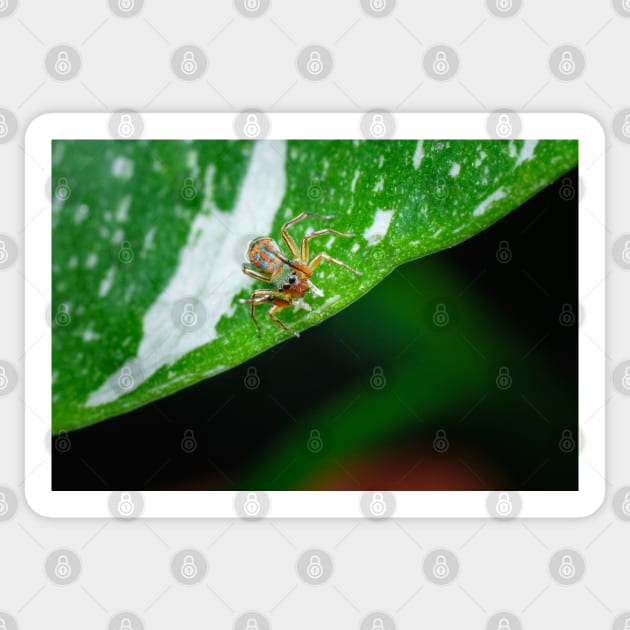 gorgeous metallic jumper (Siler semiglaucus) looking down from a Monstera Thai constellation! It's also know as colorful jumping spider and jade jumping spider Sticker by AvonPerception